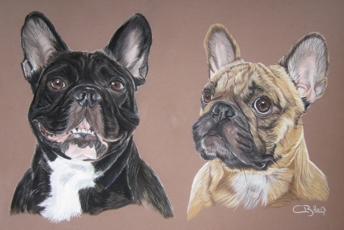 Artiste Animalier Bouledogue Français Dessin