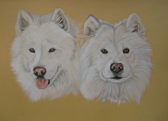 portrait samoyede