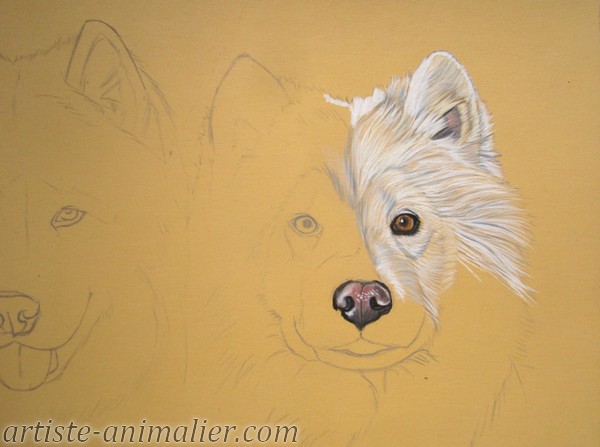 samoyede pastel