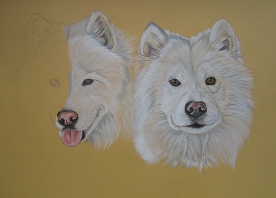 portrait chien