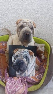 portrait shar-pei