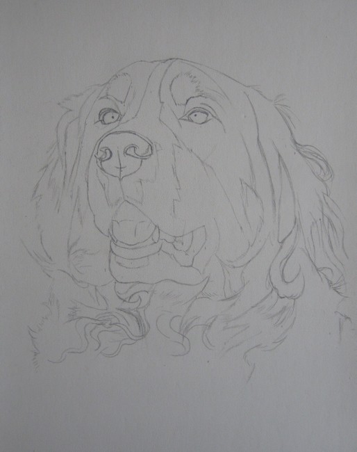 bouvier bernois dessin