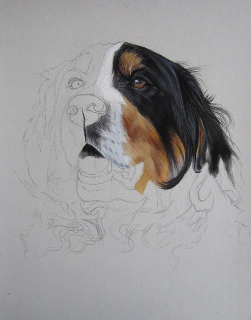 dessiner bouvier bernois