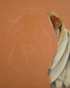 shar-pei portrait