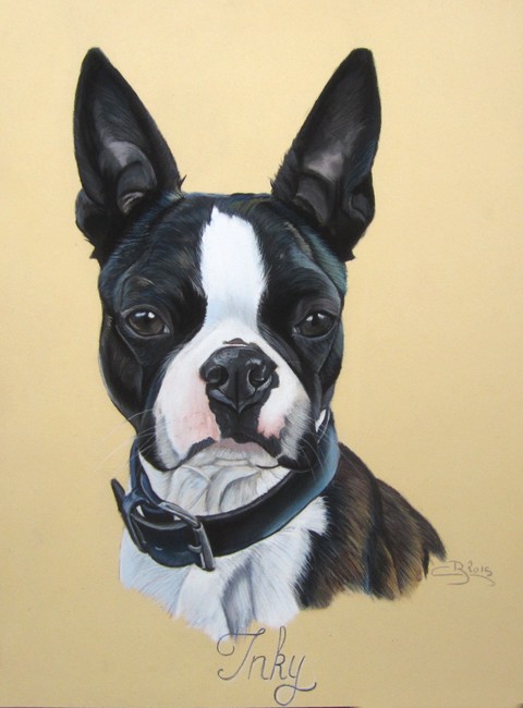 Portrait de Boston Terrier