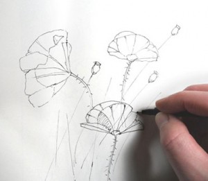 dessin coquelicots