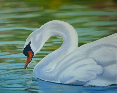 cygne-marie