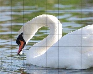 cygne2