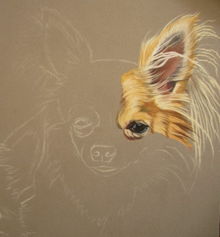 comment dessiner chihuahua