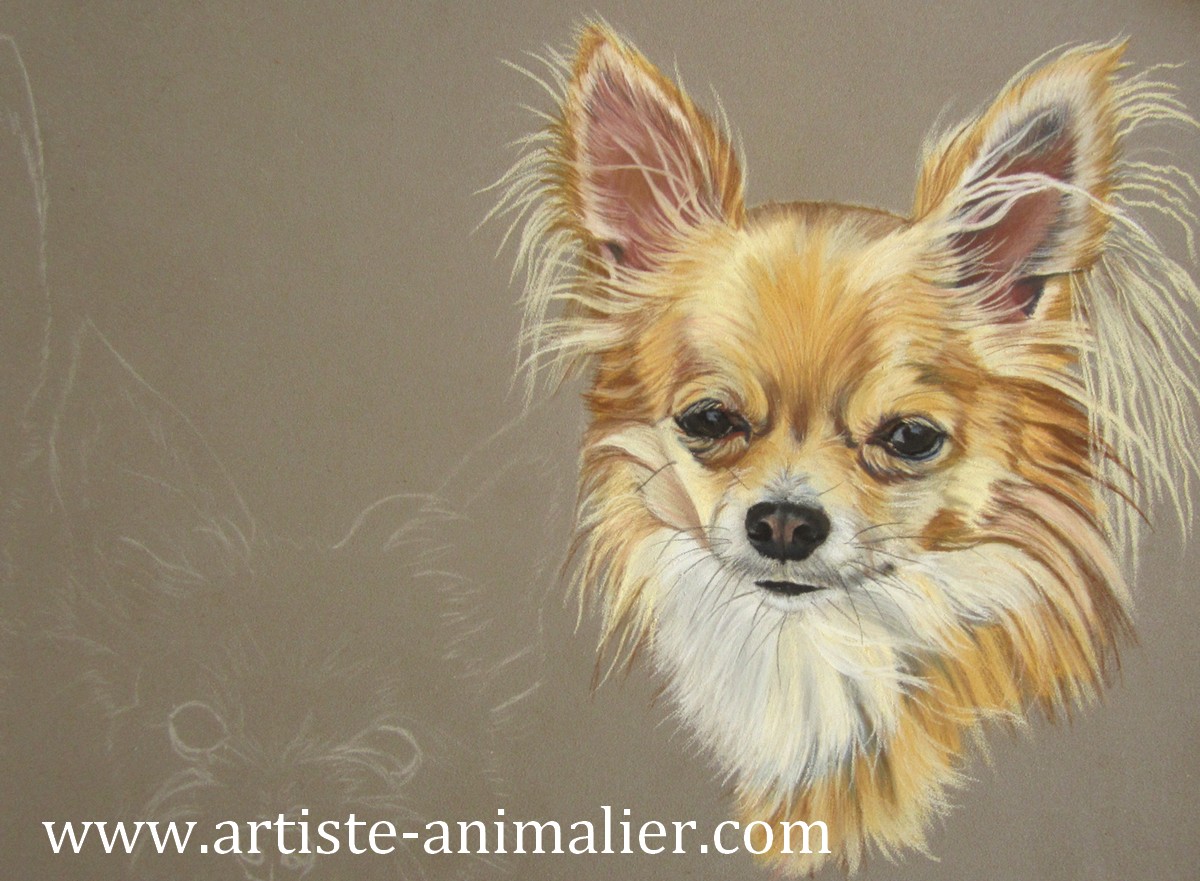 Chihuahua dessin