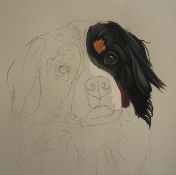 pastel bouvier bernois