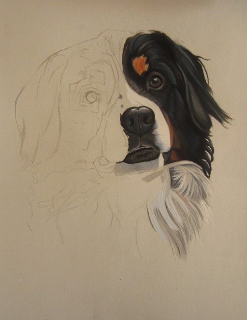 dessiner bouvier bernois