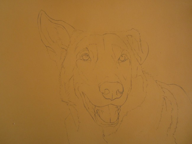 chien loup portrait