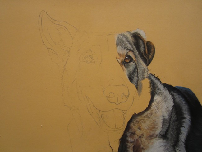 portrait de saarloos