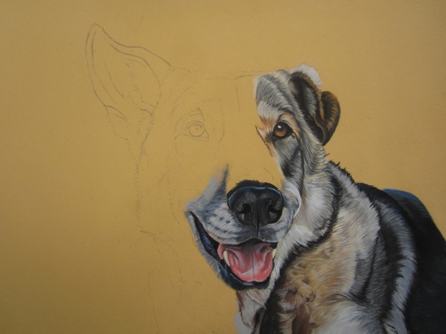 dessin chien loup saarloos