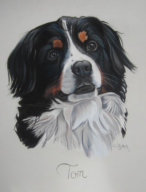 bouvier bernois pastels