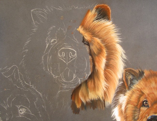 dessin chowchow