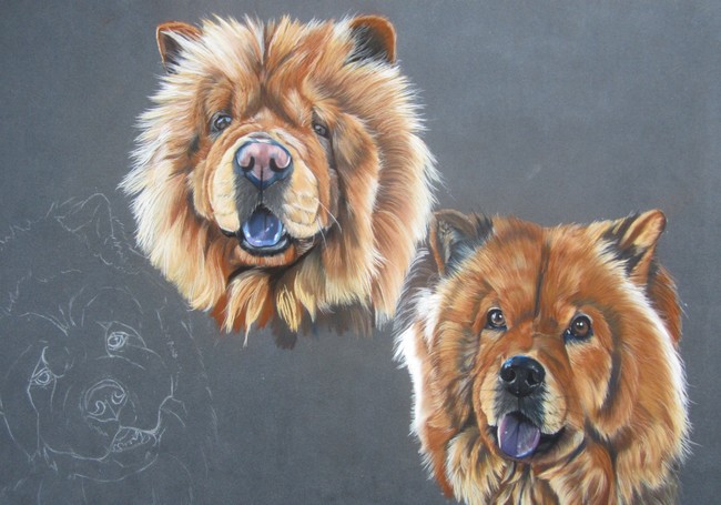 dessiner chowchow
