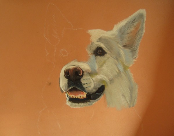 chien blanc pastel sec