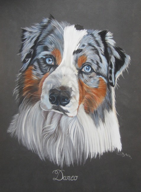 portrait berger australien