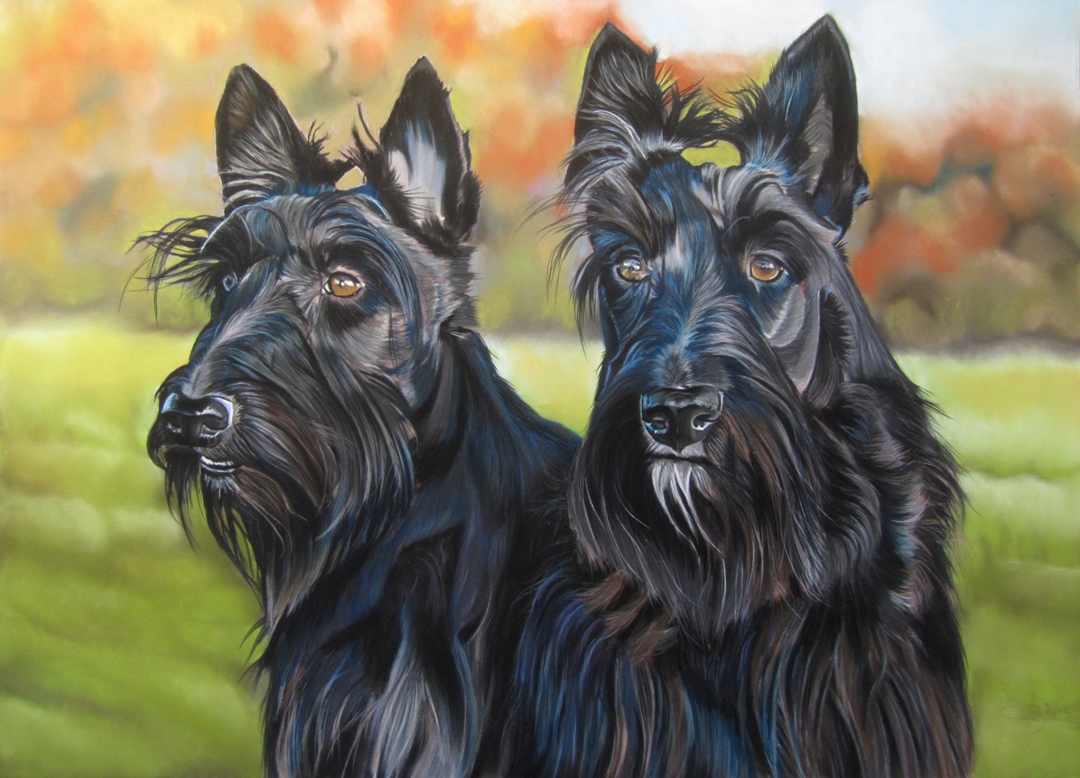 scottish terriers