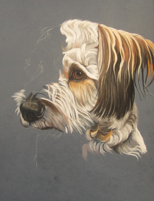 bichon pastel