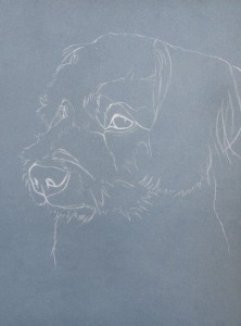 croquis chien