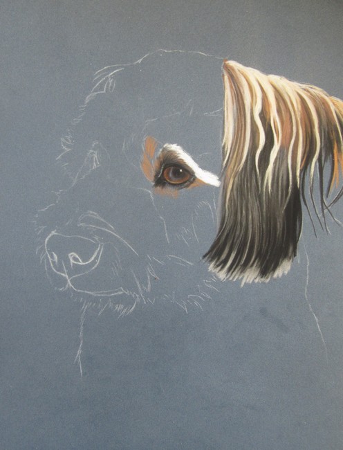dessin bichon