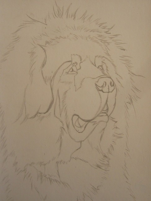 dessin dogue du tibet
