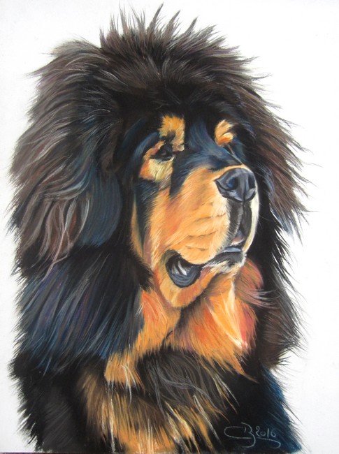 dessin dogue du tibet
