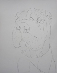 dessin shar-pei