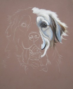 dessiner chien golden