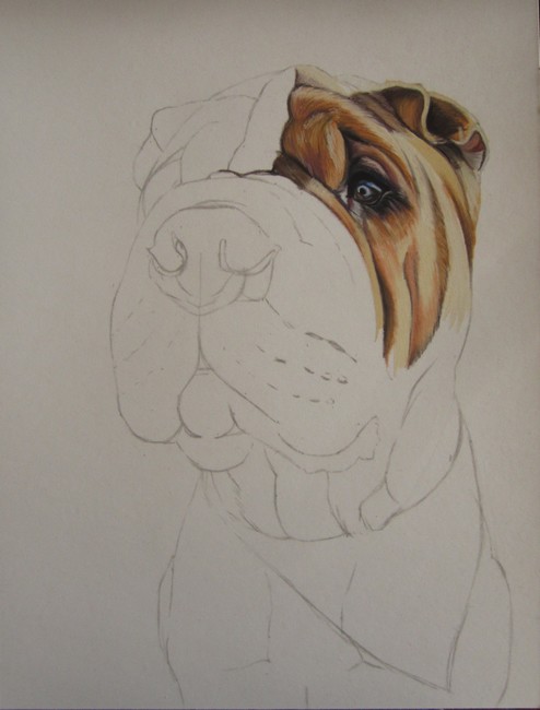 dessiner sharpei