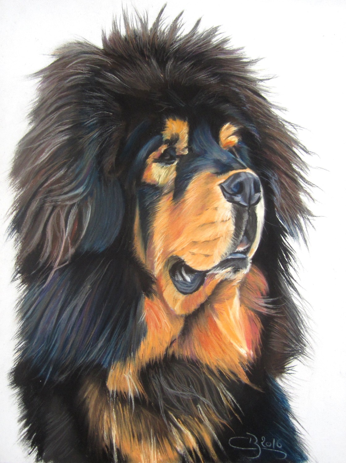 Dogue du tibet aux pastels