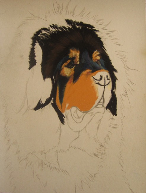 pastel dogue du tibet