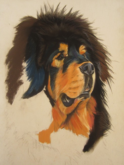 pastel dogue tibet