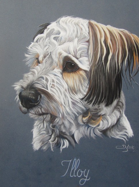 portrait bichon