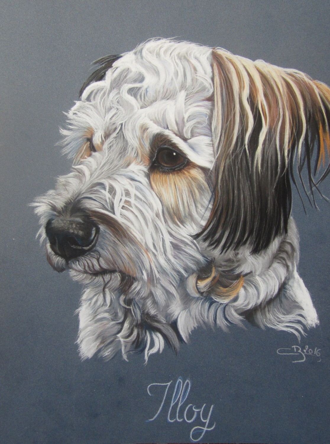 Portrait de bichon frisé