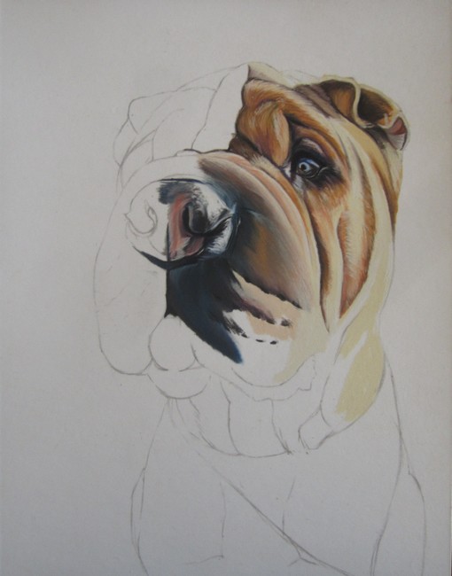 sharpei pastels secs
