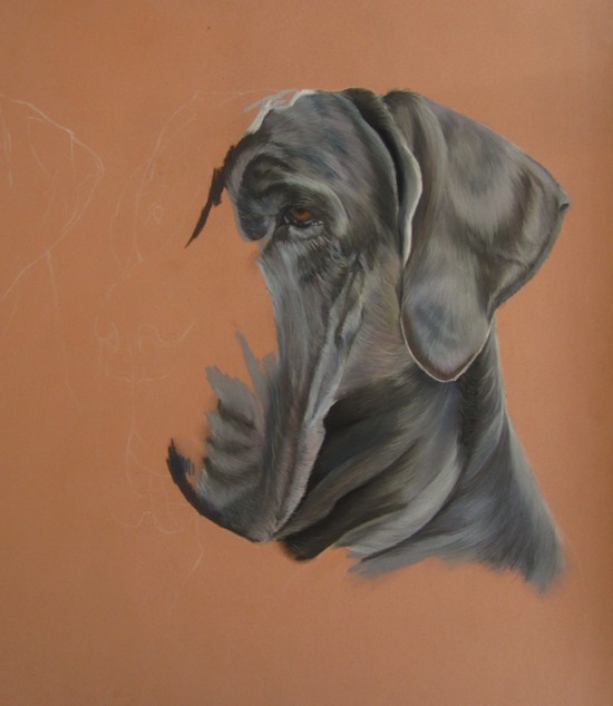 dogue aux pastels