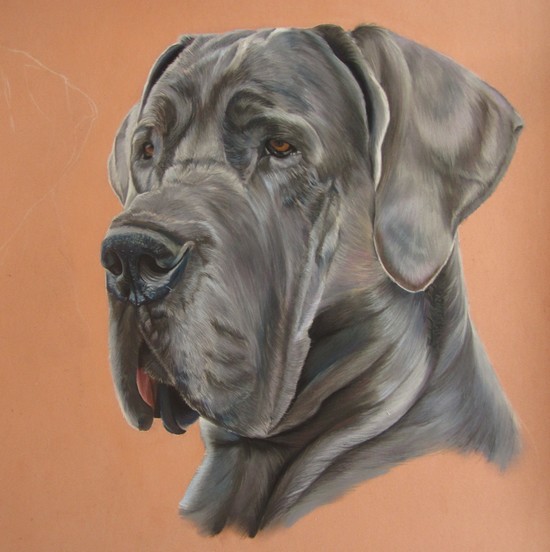 portrait de dogue allemand
