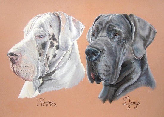dessin de-dogue