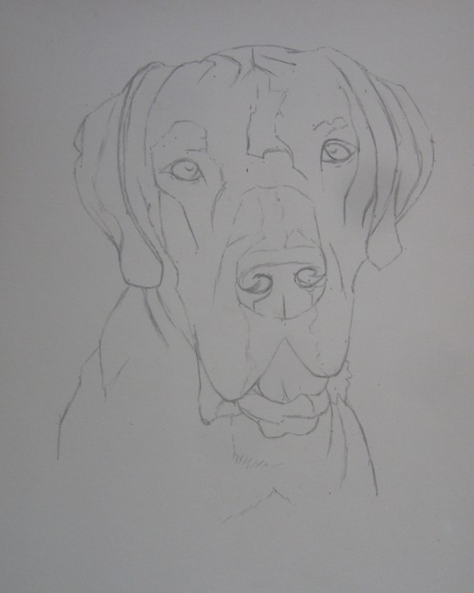 dessin dogue allemand