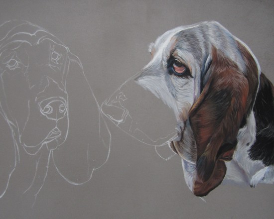 dessiner basset hound