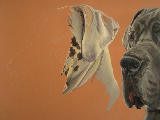 dessiner dogue allemand