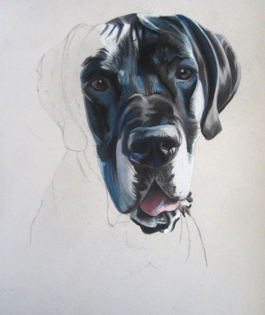 dessiner dogue