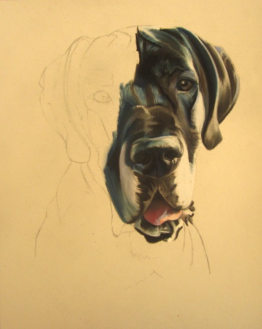 dogue allemand dessin