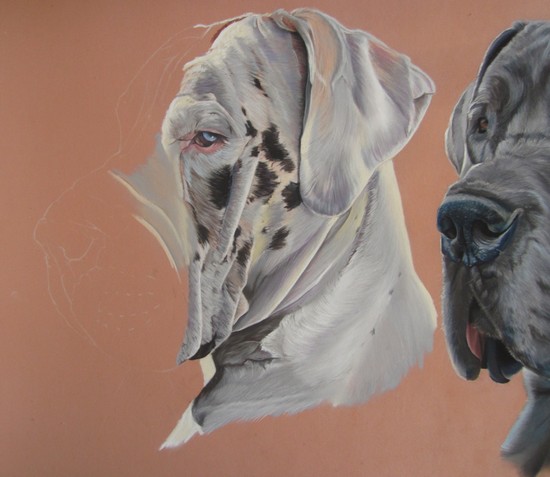 dogue allemand pastel