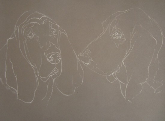 esquisse basset hound