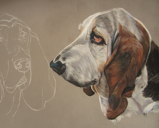 pastel sec basset hound